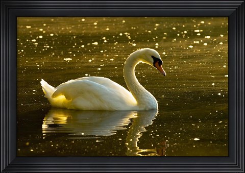 Framed Mute swan, Stanley Park, British Columbia Print