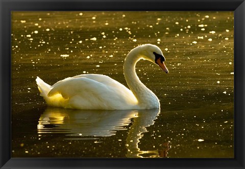 Framed Mute swan, Stanley Park, British Columbia Print