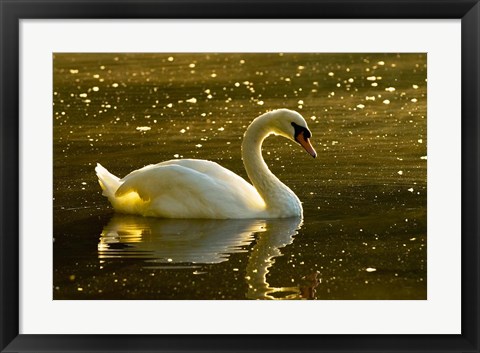 Framed Mute swan, Stanley Park, British Columbia Print