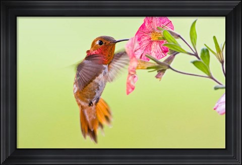 Framed Rufous Hummingbird feeding in a flower garden, British Columbia, Canada Print