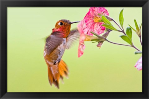 Framed Rufous Hummingbird feeding in a flower garden, British Columbia, Canada Print