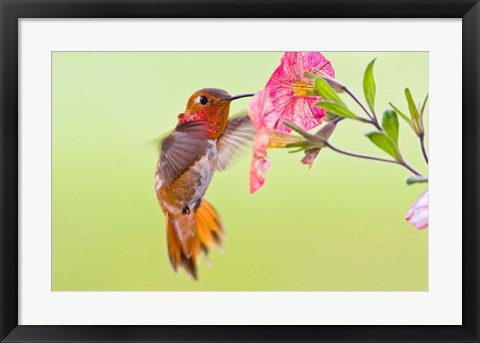 Framed Rufous Hummingbird feeding in a flower garden, British Columbia, Canada Print