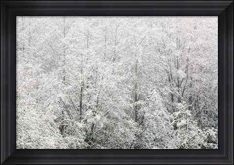 Framed Snow-covered trees, Stanley Park, British Columbia Print
