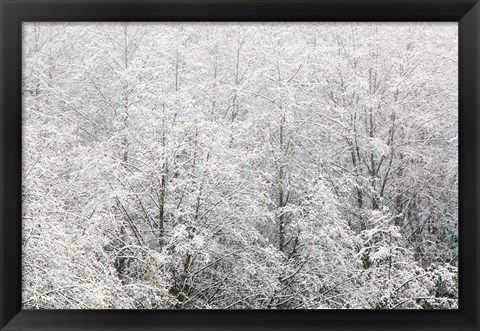 Framed Snow-covered trees, Stanley Park, British Columbia Print