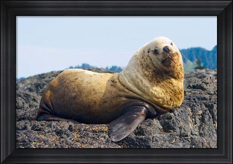 Framed Steller sea lion, Haida Gwaii, British Columbia Print