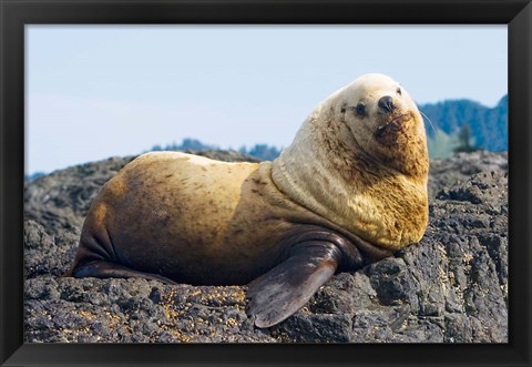 Framed Steller sea lion, Haida Gwaii, British Columbia Print