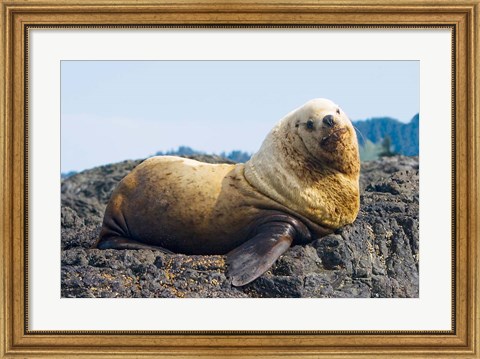 Framed Steller sea lion, Haida Gwaii, British Columbia Print