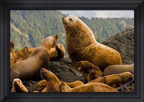 Framed Steller sea lion, Queen Charlottes, British Columbia Print