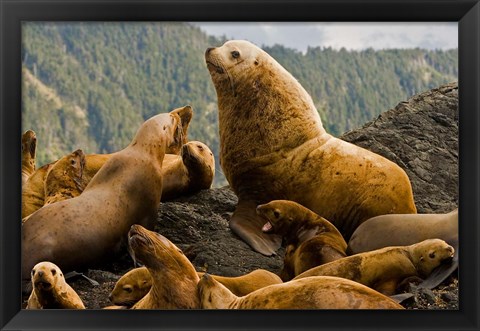 Framed Steller sea lion, Queen Charlottes, British Columbia Print