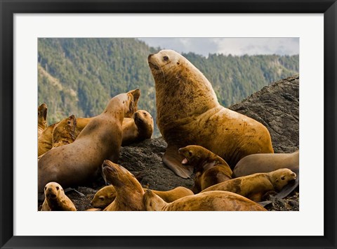 Framed Steller sea lion, Queen Charlottes, British Columbia Print