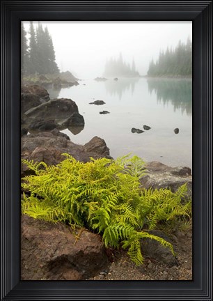 Framed Alpine lady fern, Garibaldi Lake, British Columbia Print