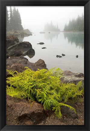 Framed Alpine lady fern, Garibaldi Lake, British Columbia Print