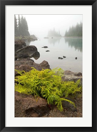 Framed Alpine lady fern, Garibaldi Lake, British Columbia Print