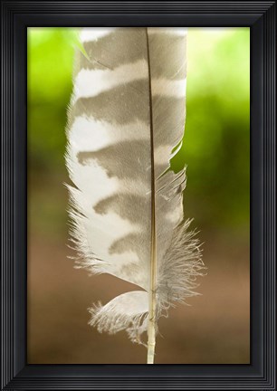 Framed Barred owl feather, Stanley Park, British Columbia Print