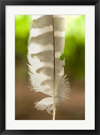 Framed Barred owl feather, Stanley Park, British Columbia Print