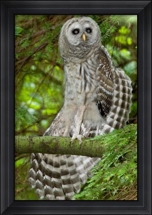 Framed Barred owl, Stanley Park, British Columbia Print