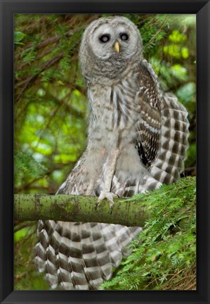 Framed Barred owl, Stanley Park, British Columbia Print