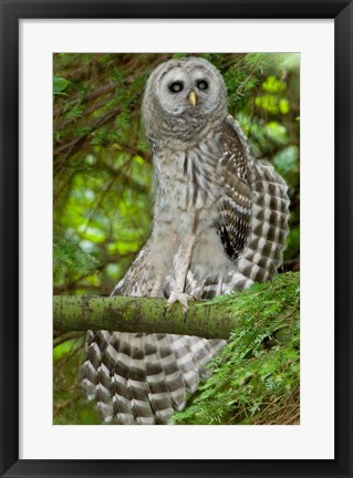 Framed Barred owl, Stanley Park, British Columbia Print