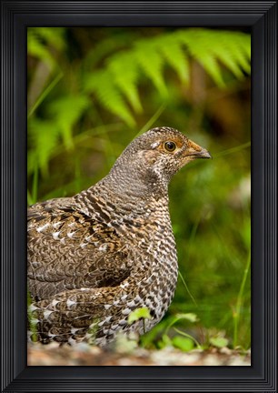 Framed Blue grouse bird, Salt Spring Isl, British Columbia Print