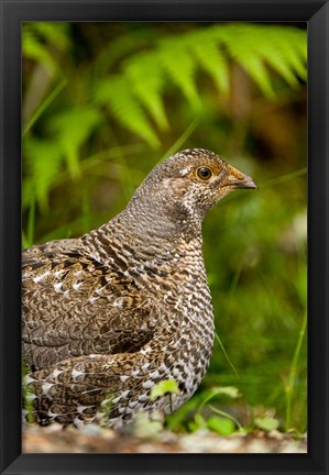 Framed Blue grouse bird, Salt Spring Isl, British Columbia Print