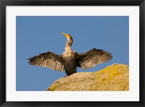 Framed Double-crested cormorant bird, British Columbia Print