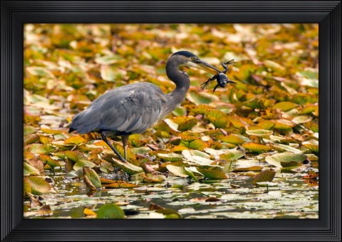 Framed Great blue heron bird, Stanley Park, British Columbia Print