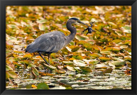 Framed Great blue heron bird, Stanley Park, British Columbia Print