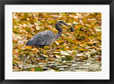 Framed Great blue heron bird, Stanley Park, British Columbia Print