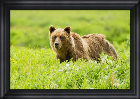 Framed Grizzly bear, Sacred Headwaters, British Columbia Print