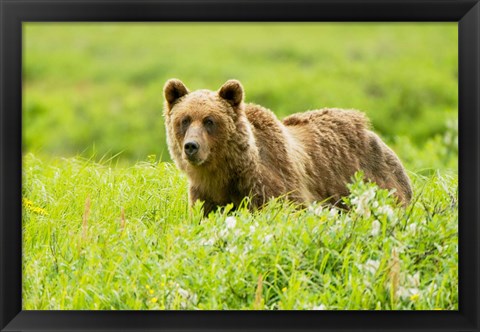 Framed Grizzly bear, Sacred Headwaters, British Columbia Print