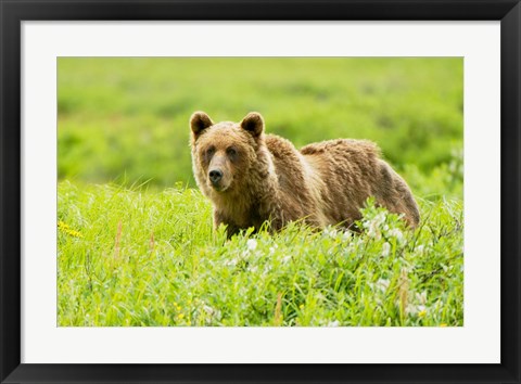 Framed Grizzly bear, Sacred Headwaters, British Columbia Print