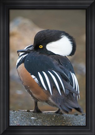 Framed Hooded merganser bird, Stanley Park, British Columbia Print