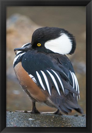 Framed Hooded merganser bird, Stanley Park, British Columbia Print