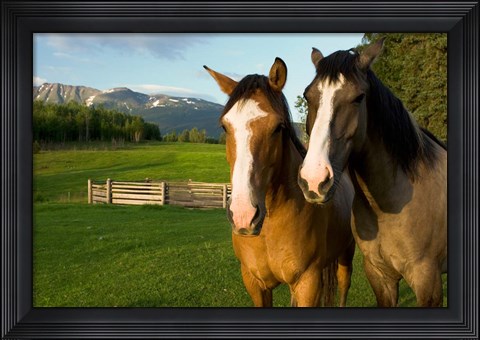 Framed Horses in pasture, British Columbia Print