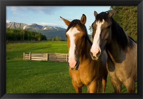 Framed Horses in pasture, British Columbia Print