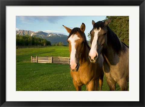 Framed Horses in pasture, British Columbia Print