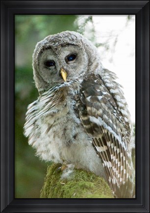 Framed Juvenile barred owl, Stanley Park, British Columbia Print