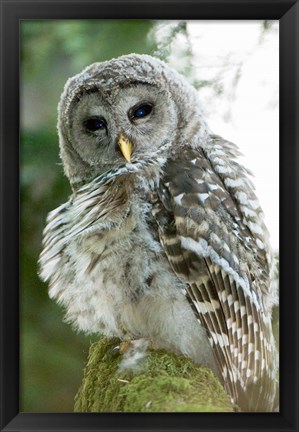 Framed Juvenile barred owl, Stanley Park, British Columbia Print