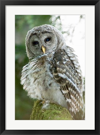 Framed Juvenile barred owl, Stanley Park, British Columbia Print