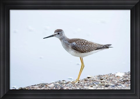 Framed Lesser yellowleg bird, Stanley Park, British Columbia Print