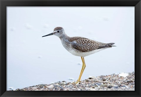 Framed Lesser yellowleg bird, Stanley Park, British Columbia Print