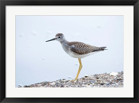 Framed Lesser yellowleg bird, Stanley Park, British Columbia Print