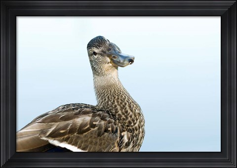 Framed Mallard bird, Stanley Park, British Columbia Print