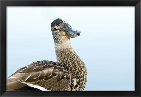 Framed Mallard bird, Stanley Park, British Columbia Print