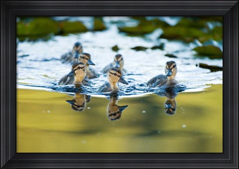 Framed Mallard ducklings, Stanley Park, British Columbia Print