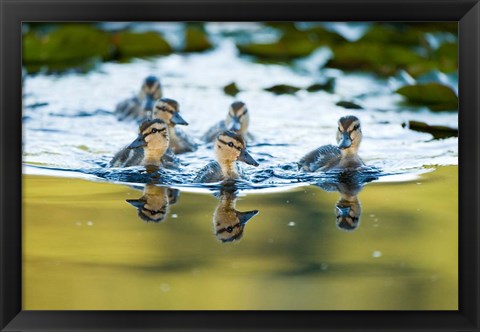 Framed Mallard ducklings, Stanley Park, British Columbia Print