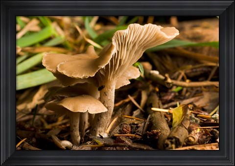 Framed Mushroom, Fungi, Stanley Park, British Columbia Print