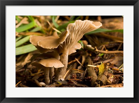 Framed Mushroom, Fungi, Stanley Park, British Columbia Print