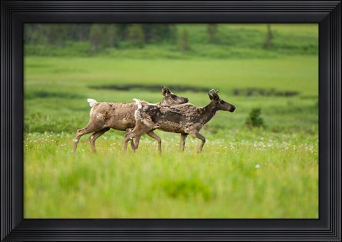 Framed Osborne caribou wildlife, British Columbia Print