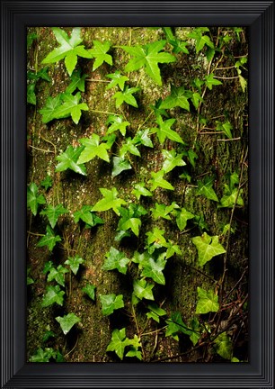 Framed Red cedar English ivy, Stanley Park, British Columbia Print